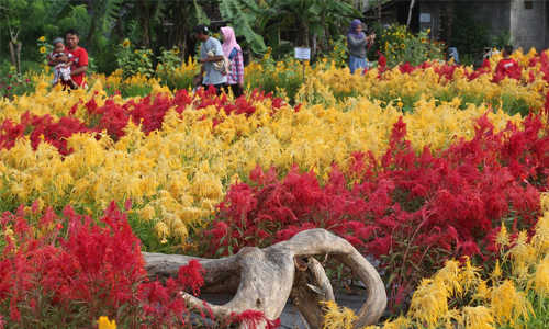 kebun bunga asri